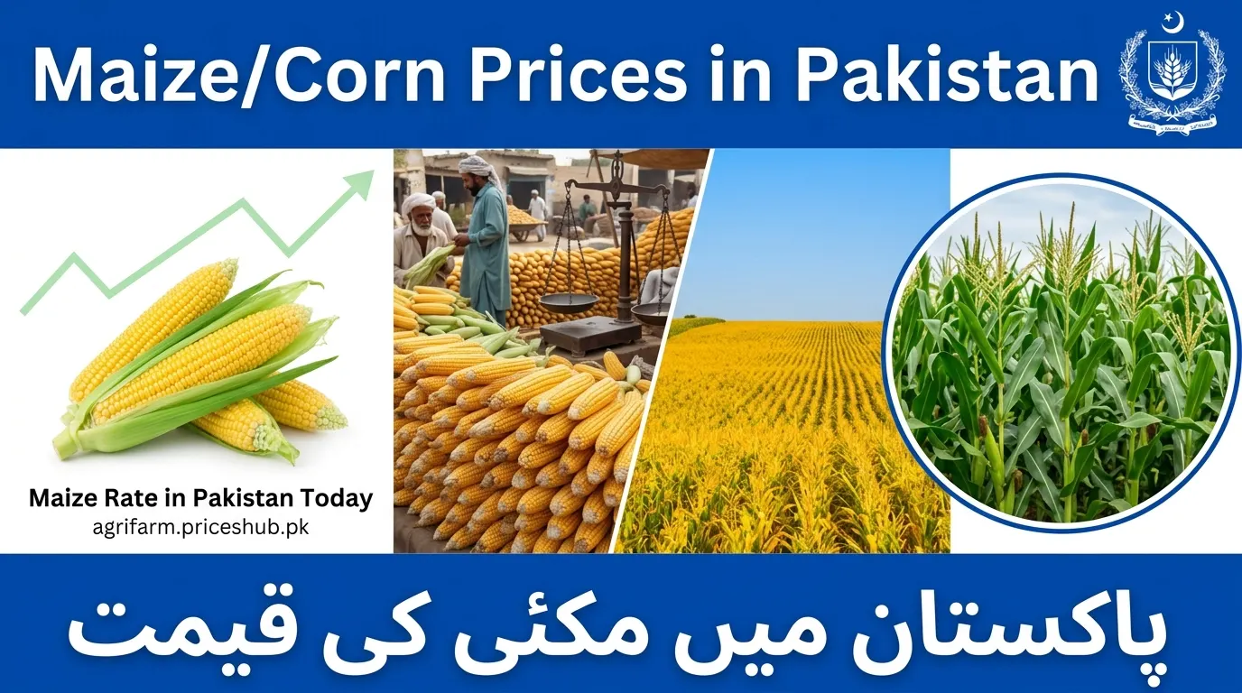 Miaze/Corn Prices in Pakistan