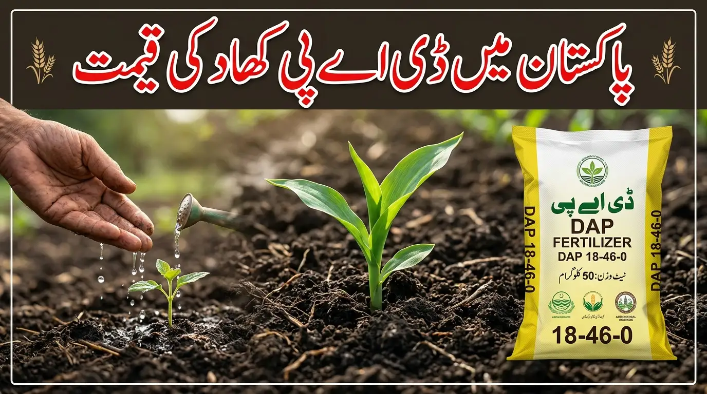 DAP fertilizer