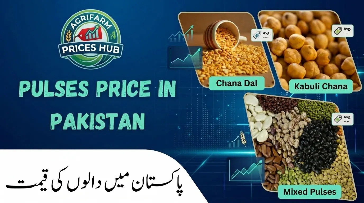 Pulse Price in Pakistan Today